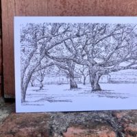 Live Oaks at Drift Inn