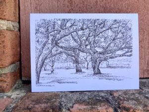 Live Oaks at Drift Inn
