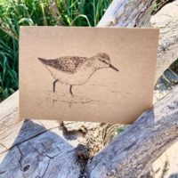 Sandpiper - Brown Cardstock
