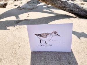 Sandpiper - White Cardstock - Image 2