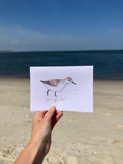Sandpiper - White Cardstock