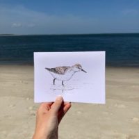 Sandpiper - White Cardstock