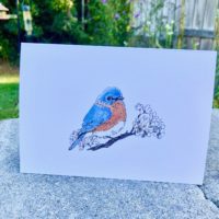 Eastern Bluebird - White Cardstock