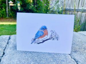 Eastern Bluebird - White Cardstock