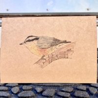 Red-breasted Nuthatch
