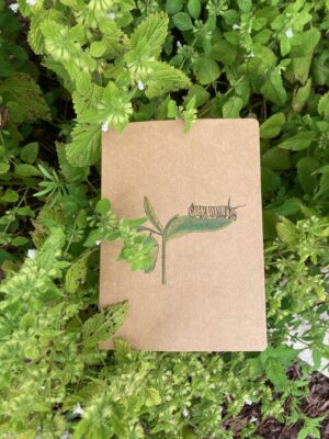 Metamorphosis - Pop-Up Card in Brown Cardstock