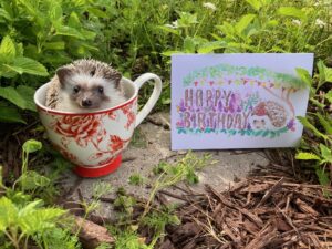 Hedgie Birthday - Image 2