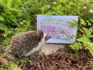 Hedgie Birthday - Image 3
